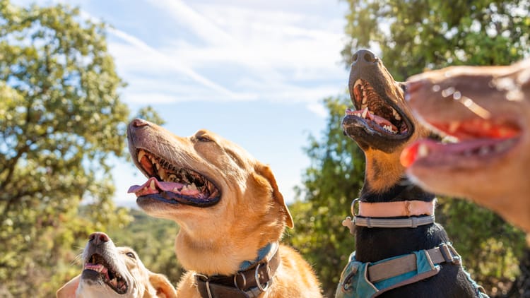 four-canines-enjoying-bright-day-outdoors-2026-03-24-05-02-09-utc